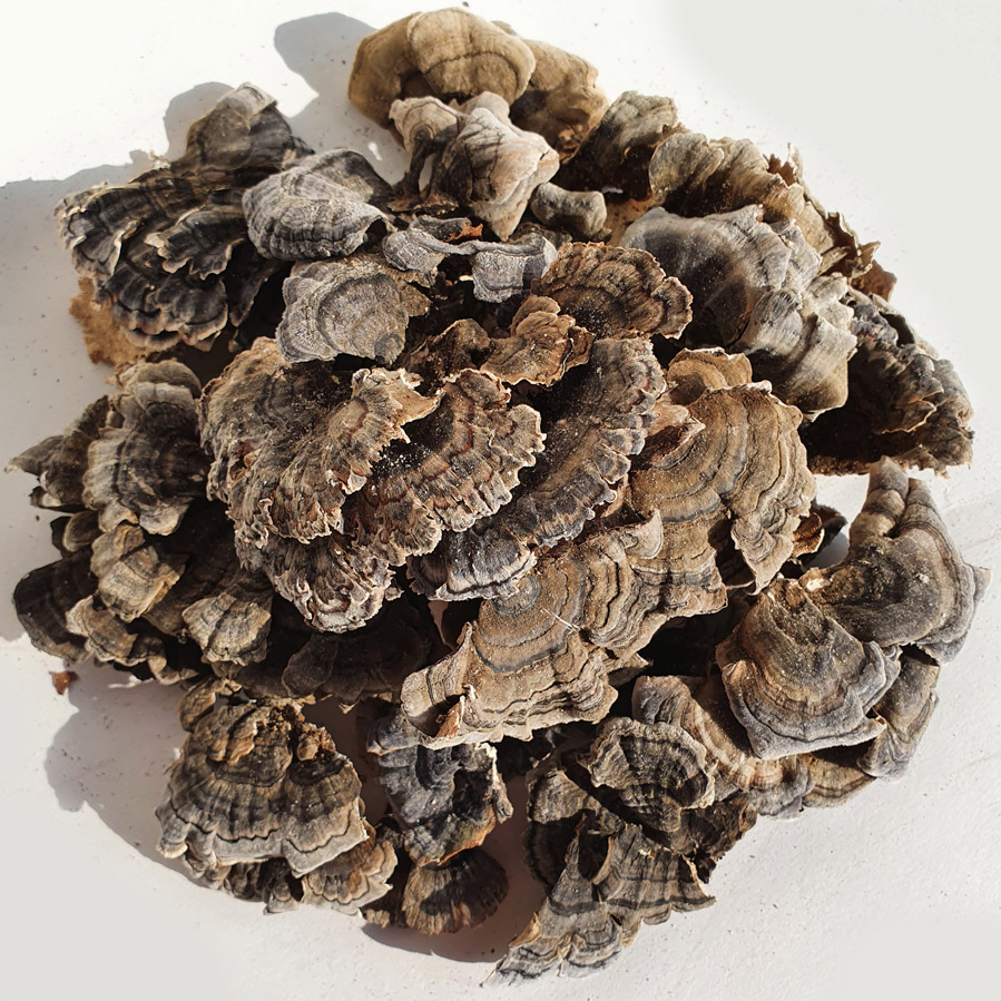 국산 운지버섯(자연산)  500g